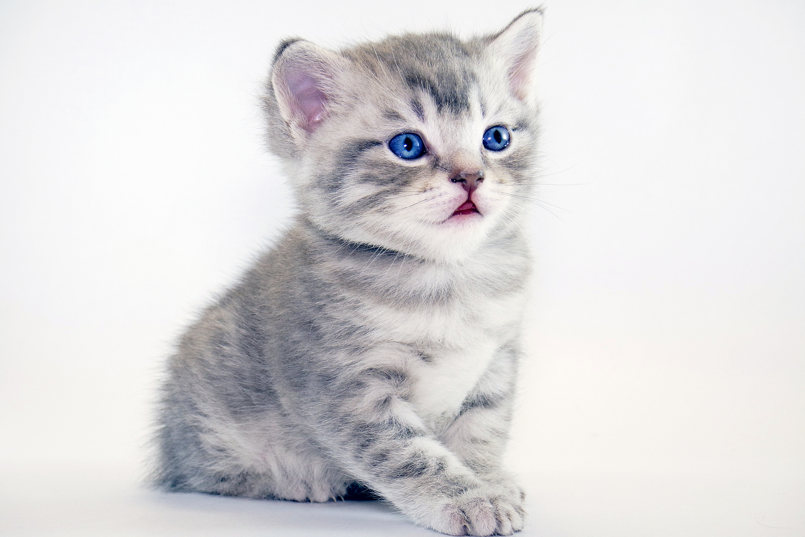 How Much Does British Shorthair Cat Cost British Shorthair