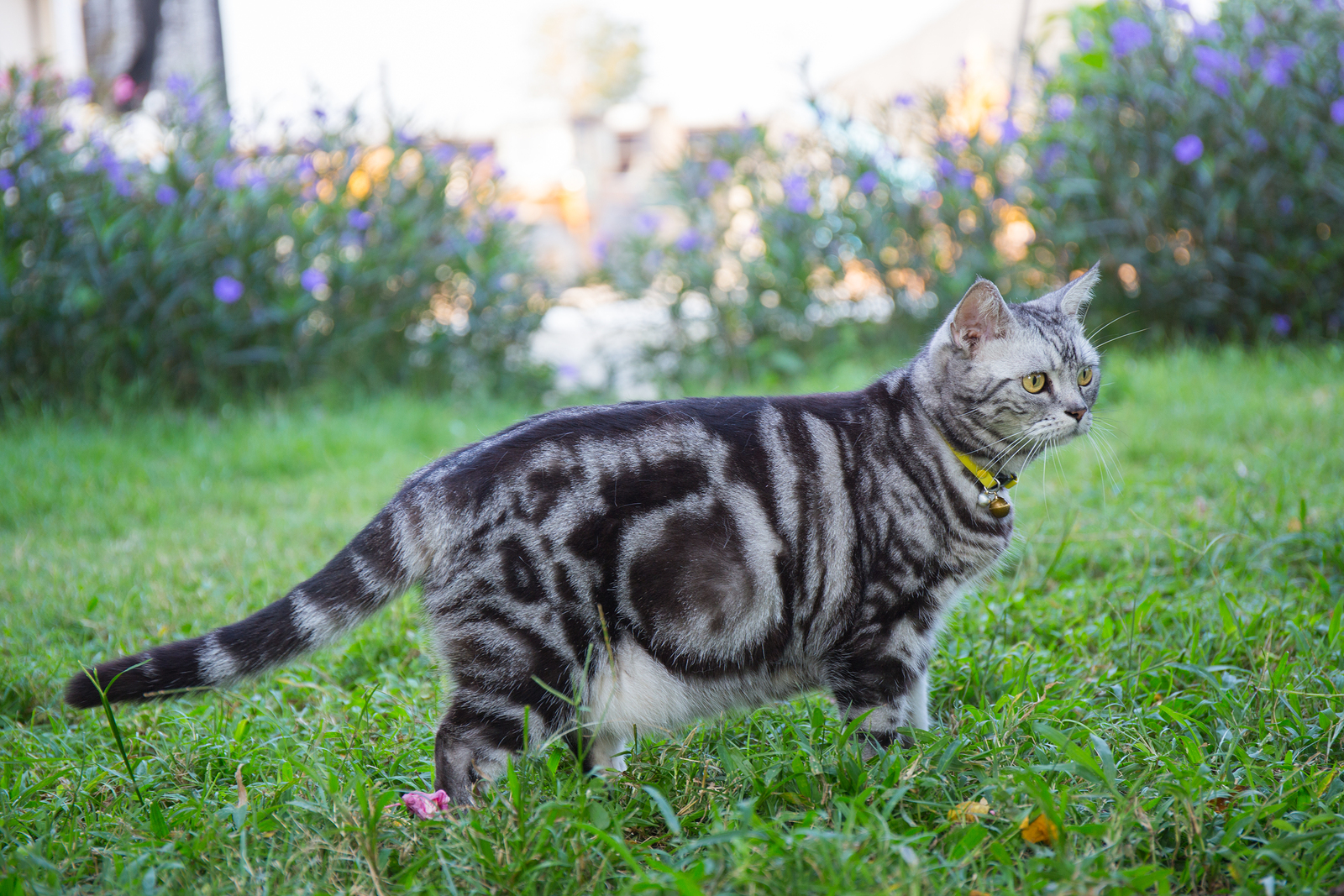 American Shorthair Photo Gallery - AmericanShorthair.org